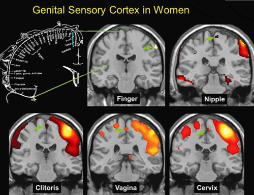 Hermunculus: entendiendo la neurociencia femenina